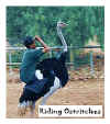 5 ostritch1.jpg (51480 bytes)