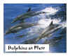 Plett_Whale_Experience_1.jpg (8554 bytes)