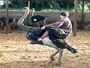 Riding an Ostritch