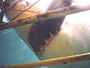 Shark Diving