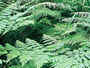 Knysna Forest