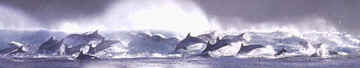 Dolphins at Plettenberg Bay