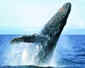Southern Right Whale
